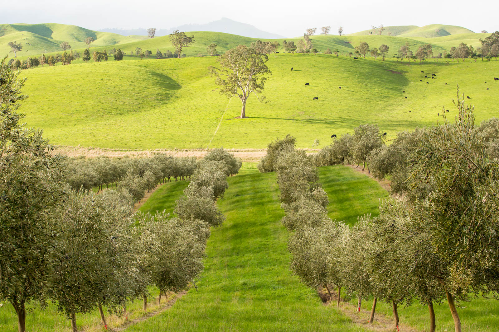 Olive trees and rolling hills at the Murrindindi Olive Grove press near Yea, Victoria