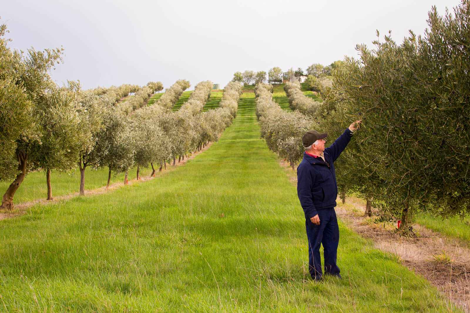 Umberto Frattali inspecting olives on the trees at Murrindindi Olive Grove